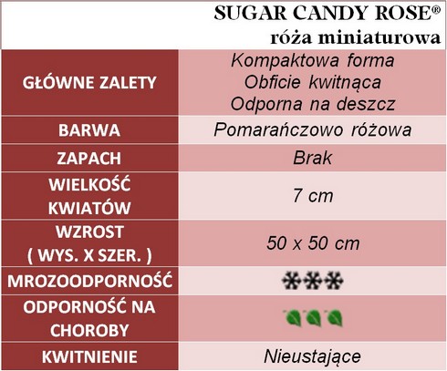 Sugar Candy Rose róża miniaturowa